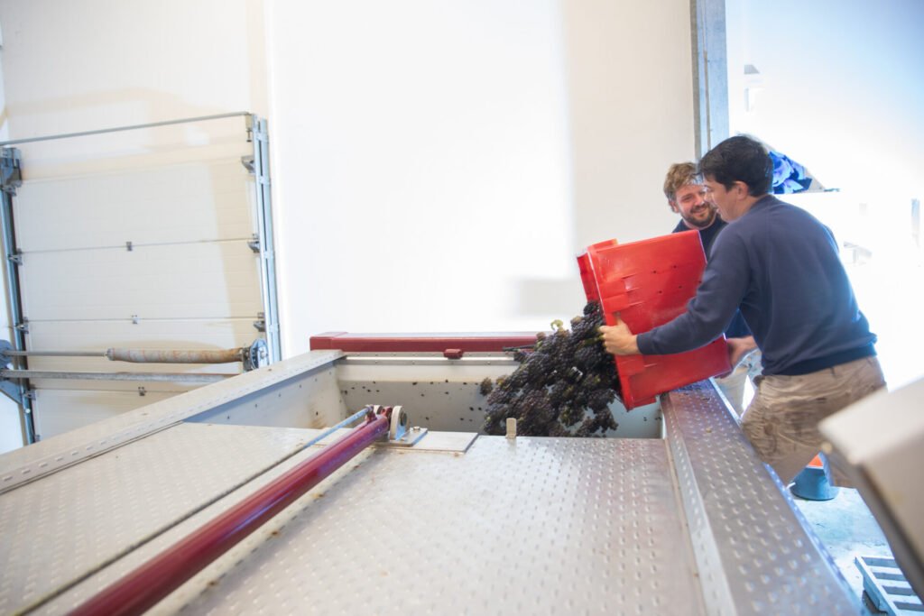 Deux hommes versent des raisins noirs dans un pressoir.