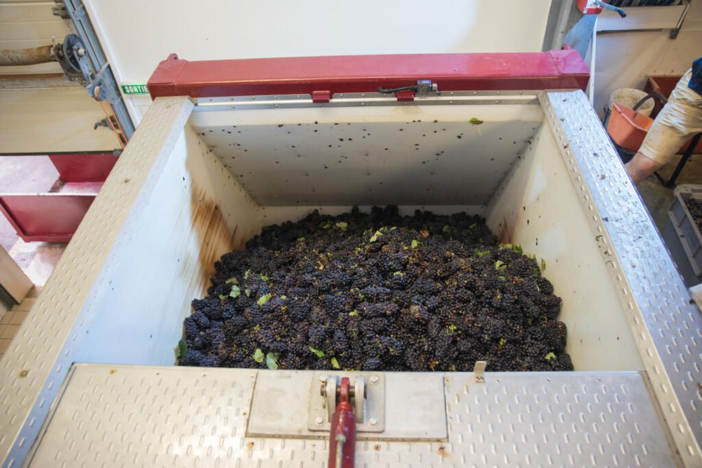 Raisins noirs fraîchement récoltés dans un bac de réception.