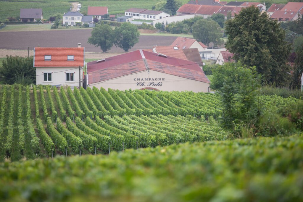 Vignoble verdoyant devant une cave de champagne et un village.