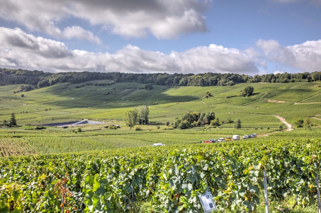 Vue panoramique de vignobles verdoyants sous un ciel nuageux.