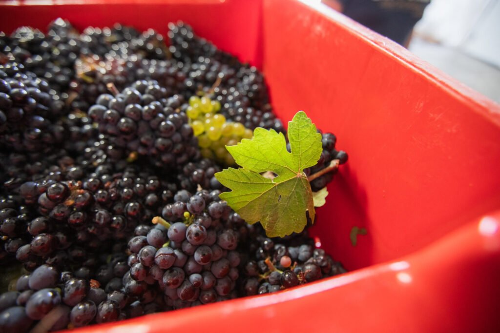 Grappes de raisins noirs dans un bac de récolte rouge.
