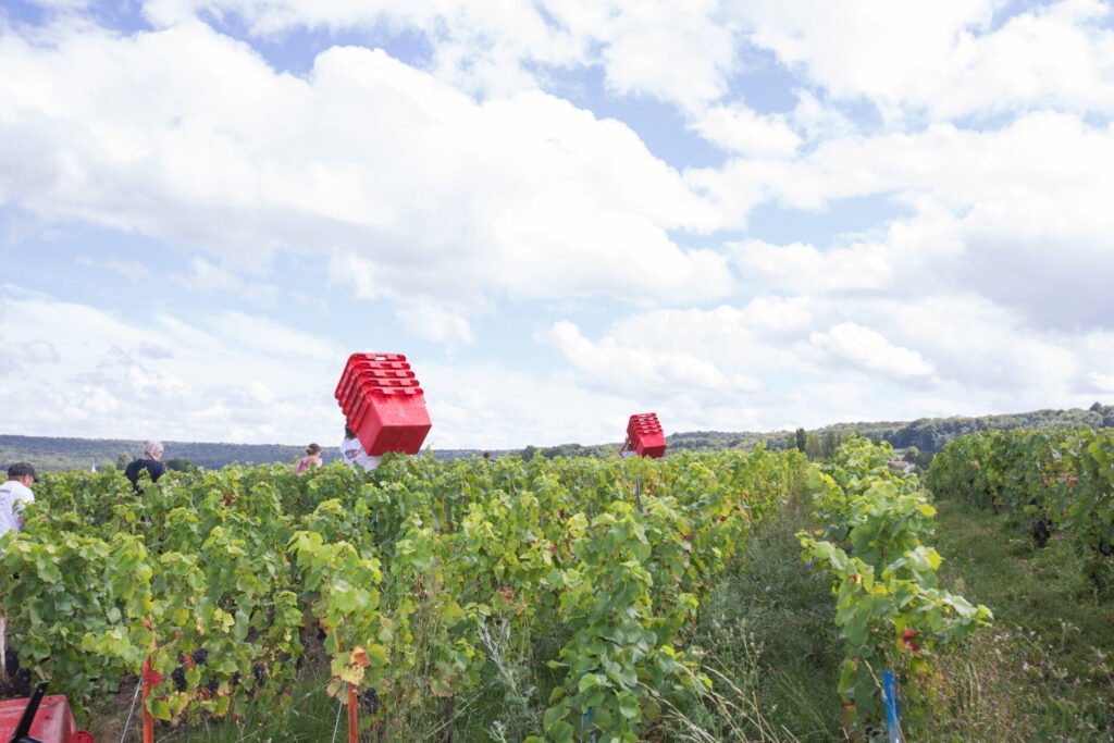 Vendangeurs transportant des caisses rouges dans un vignoble ensoleillé.