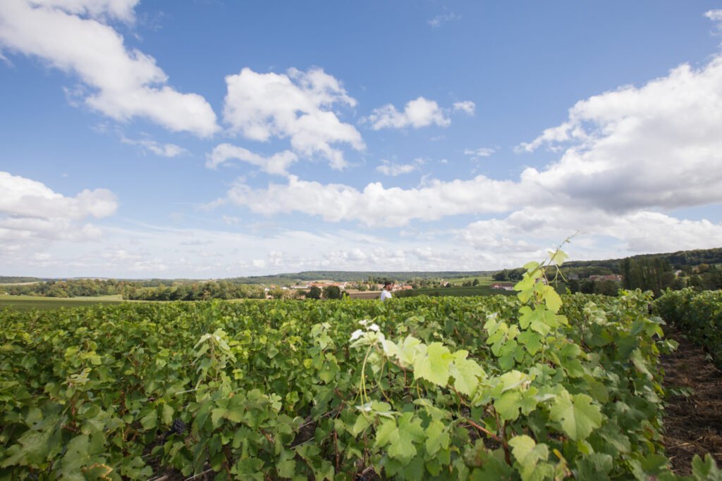 Vignoble verdoyant sous un ciel bleu et nuageux.